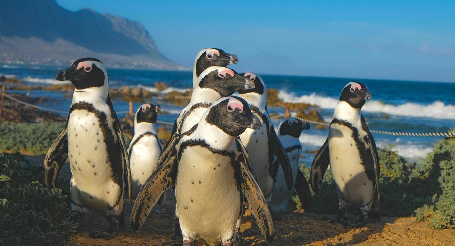 Boulders Beach bezoeken